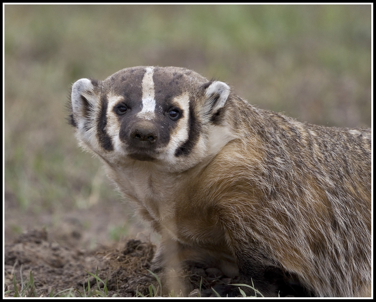 Lamar Valley Badger