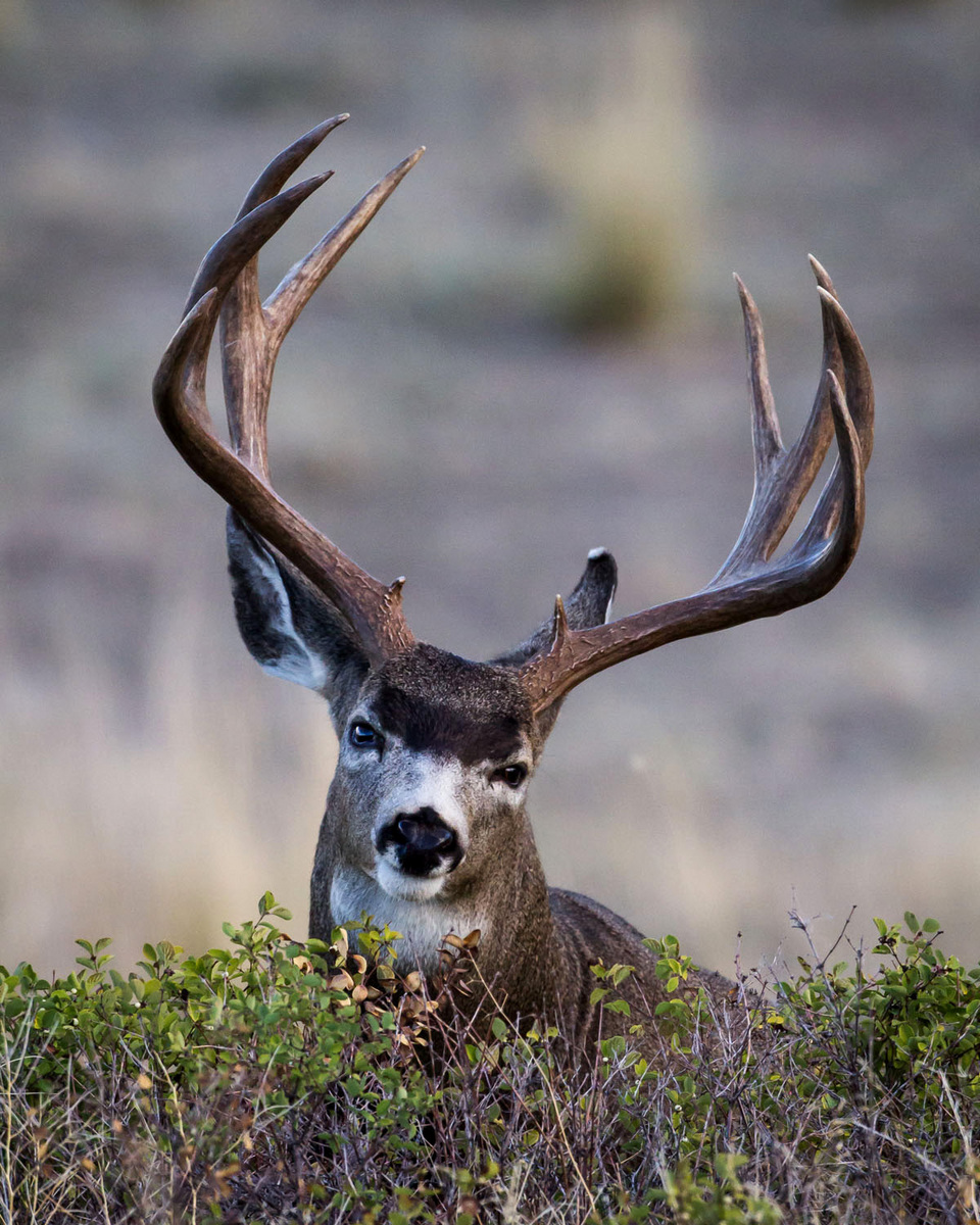 Mule Deer Potrait