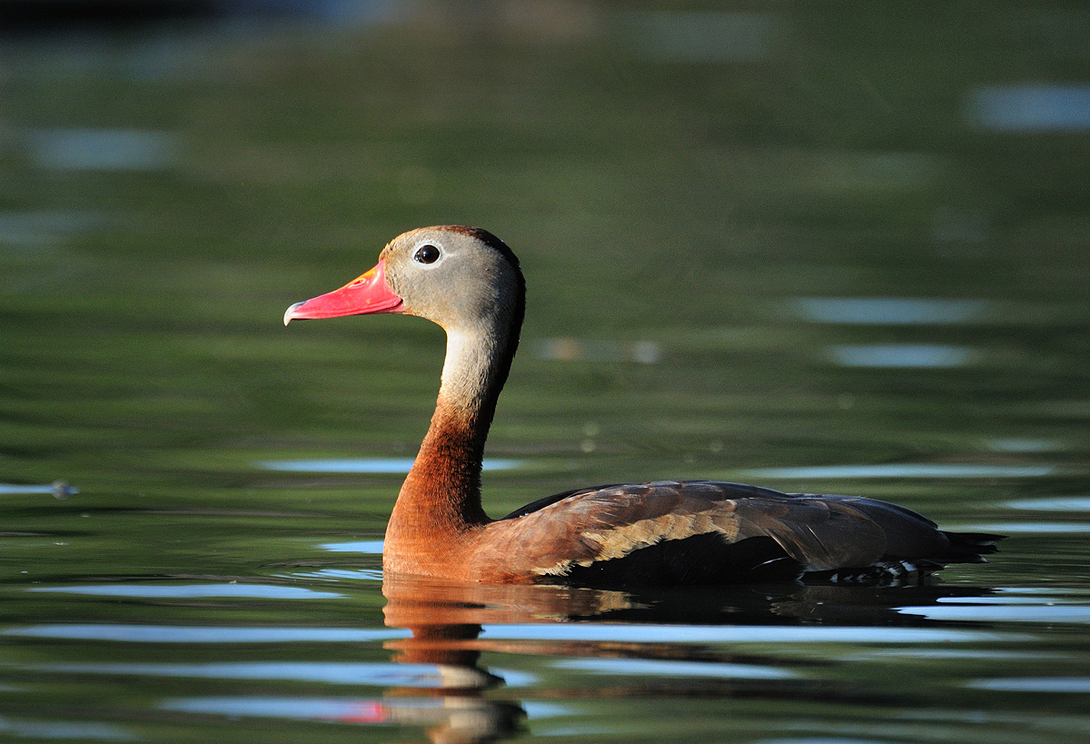 Black-bellied whistling 