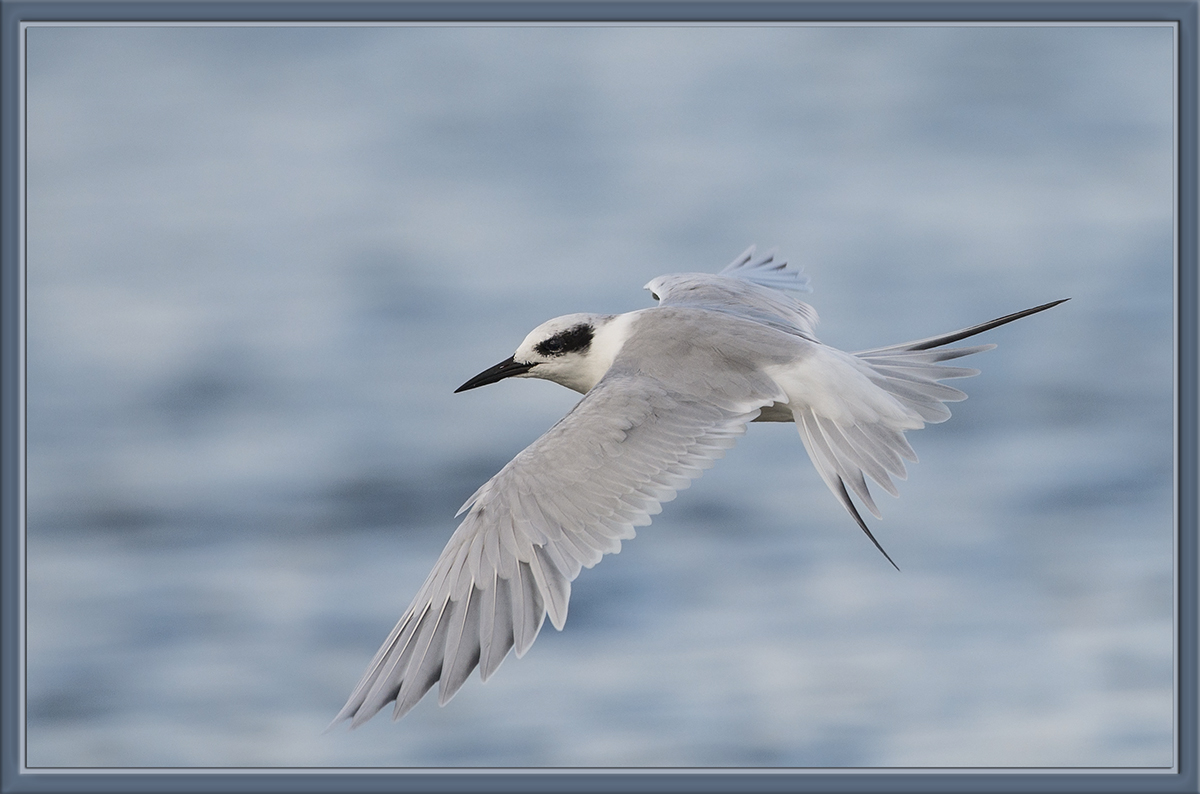 Tern (corrected)