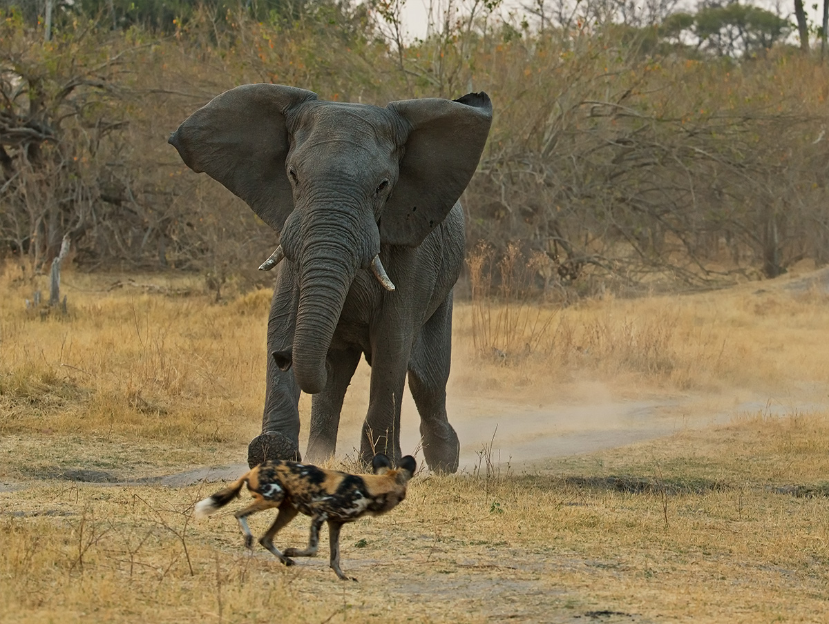 Terrified Elephant