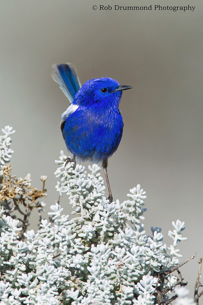White-winged Fairywren