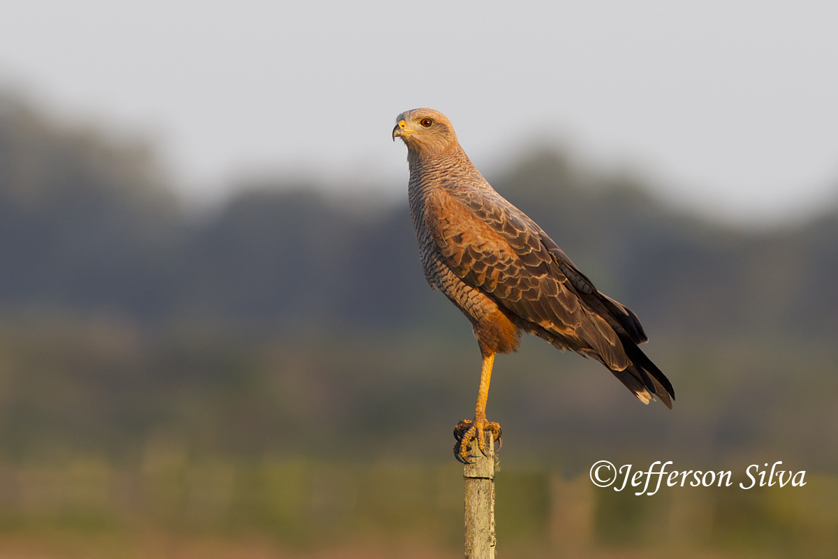 Savanna Hawk