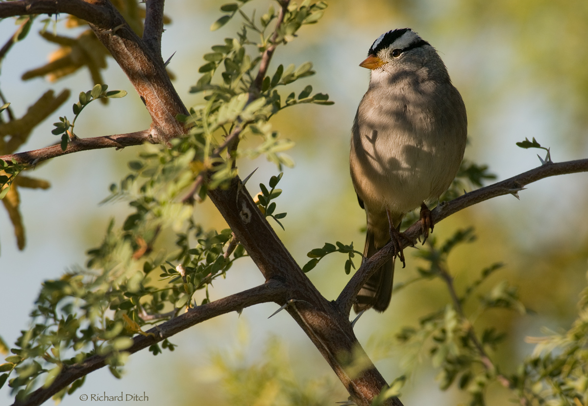 White-crowned Sparrow