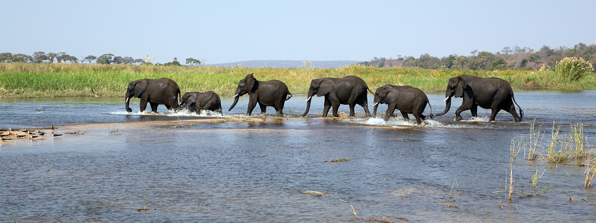 Elephant Conga Line