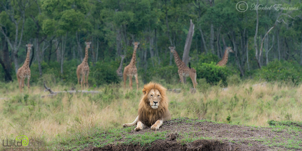 Watching the King