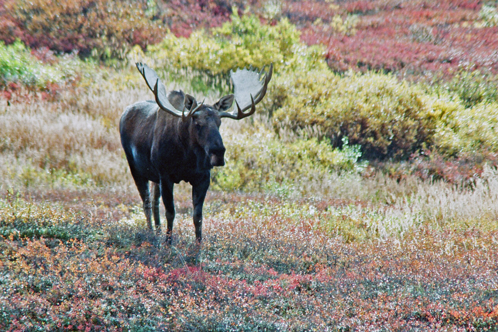 Alaskan moose