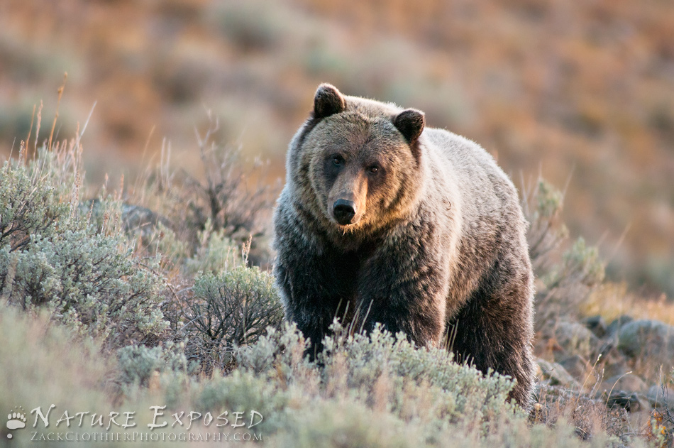 Presence Of A Grizzly