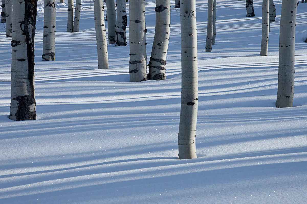 Winter Aspen