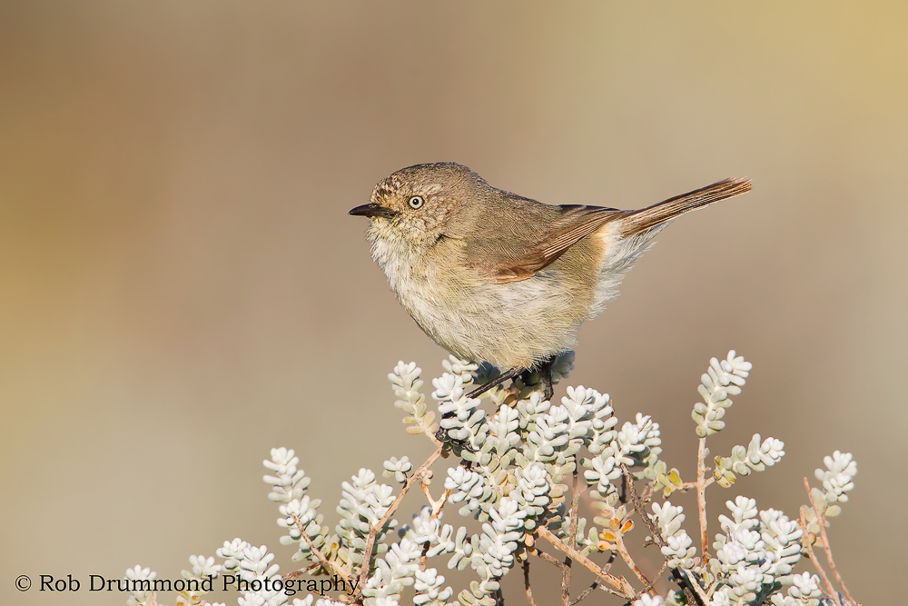 Slender-billed Thornbill
