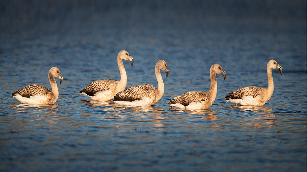 Flamingo's