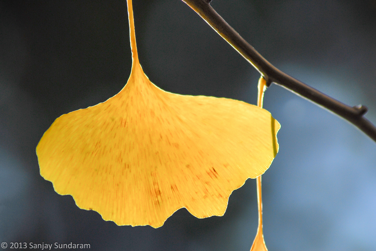 Backlit Ginkgo - WC607