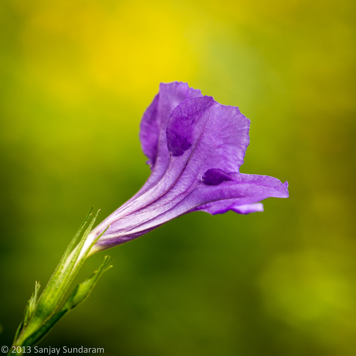 Mexican Petunia
