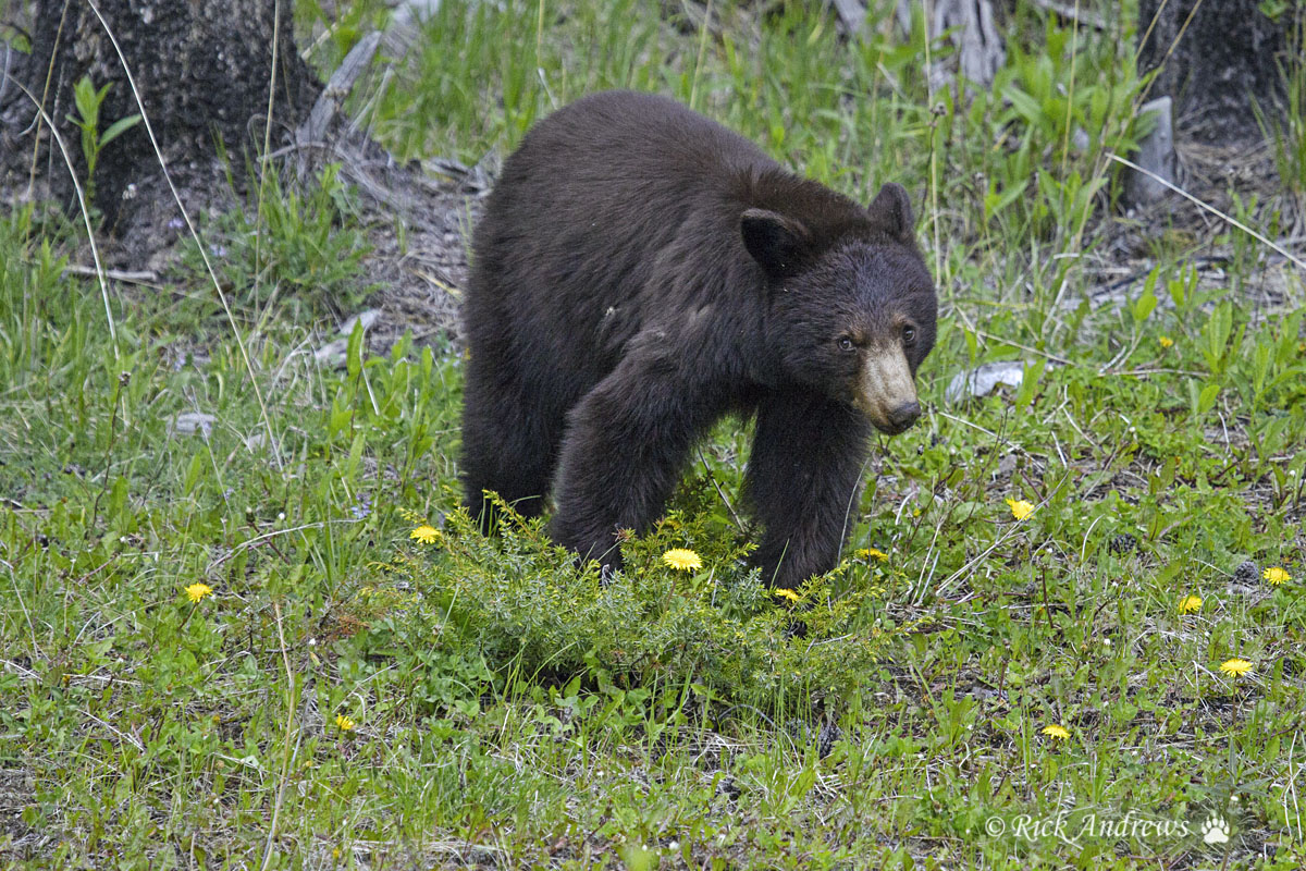 Dandelion Luncheon