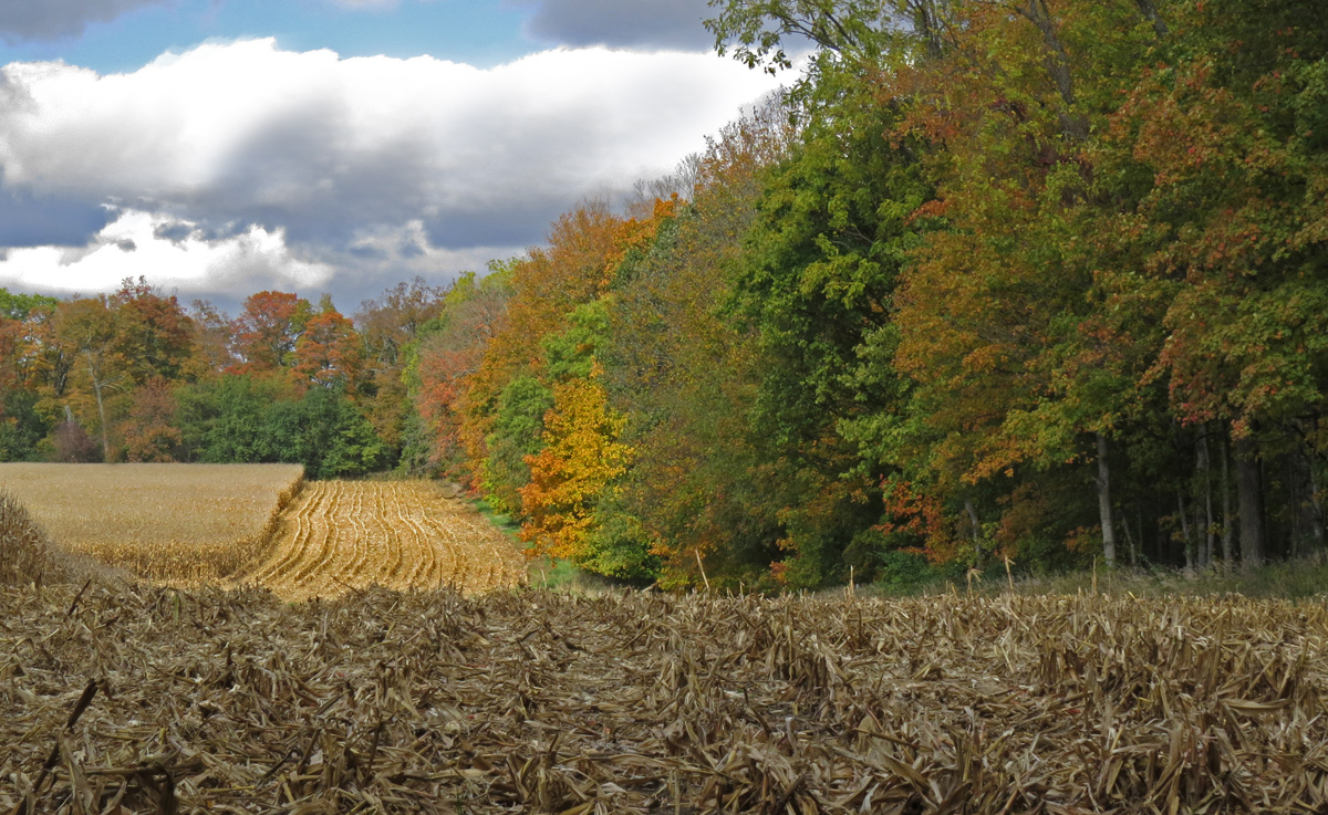 Harvest Time in Illinois
