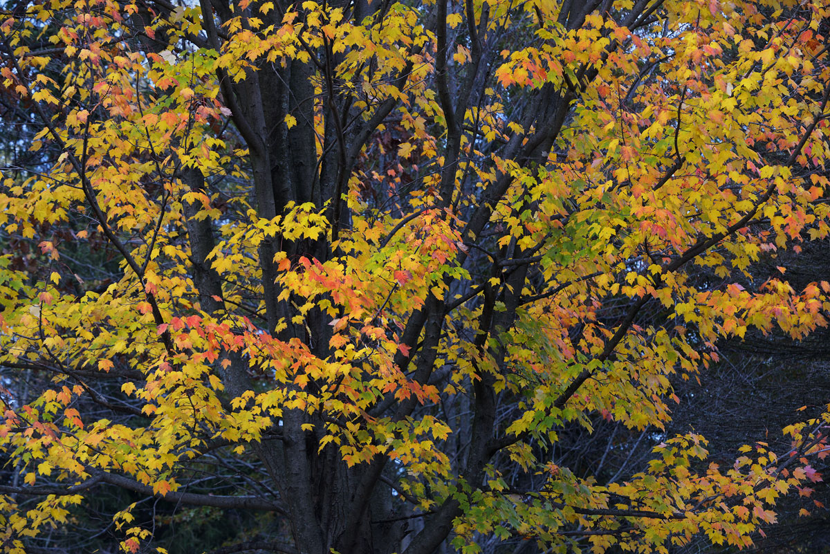 late  autumn maple