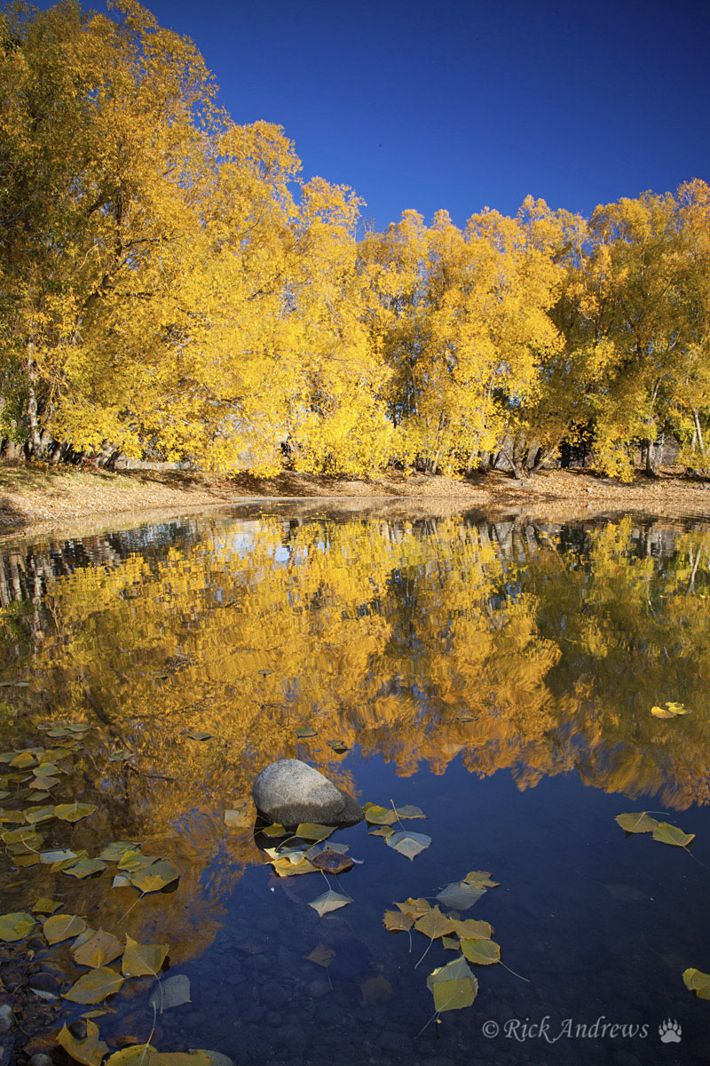 Fall Reflections