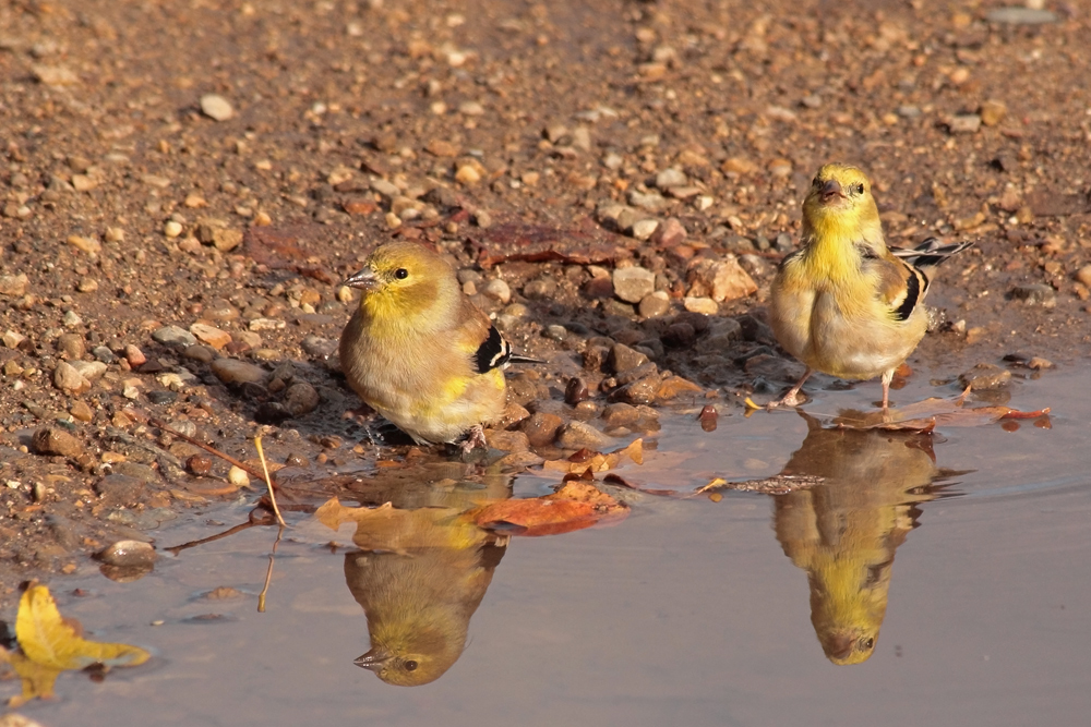 Watering hole