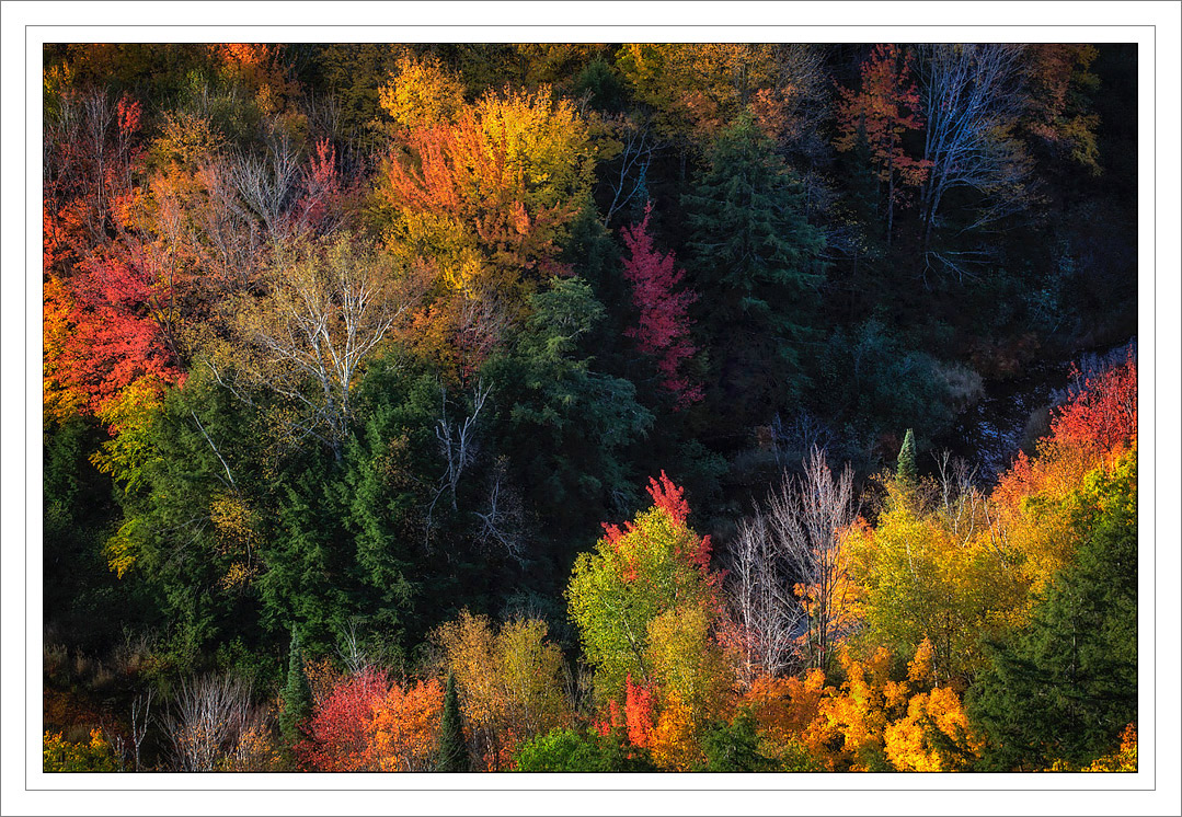 Autumn Color 