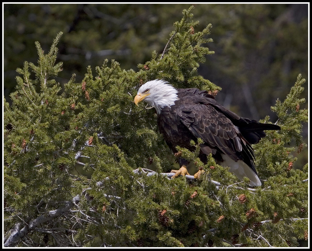 Madison River Bald Eagle