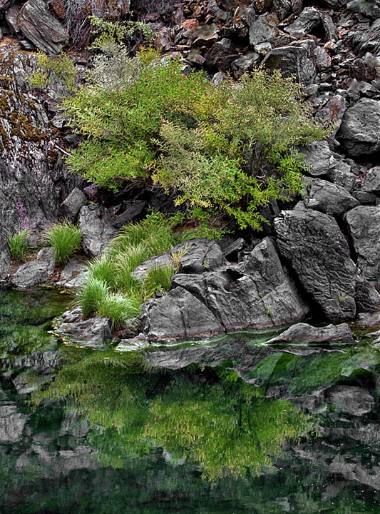 Willow Reflection