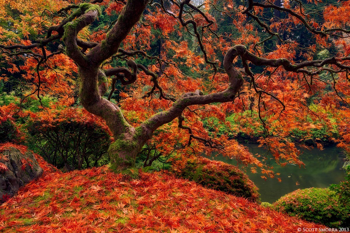 Maple Twist