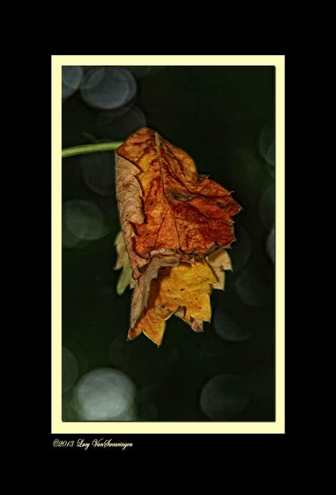 Hanging Leaf