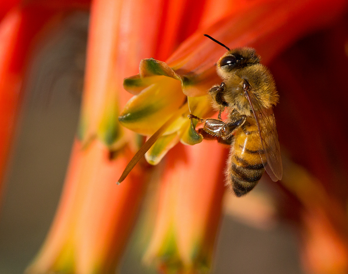 Honeybee at Arboretum