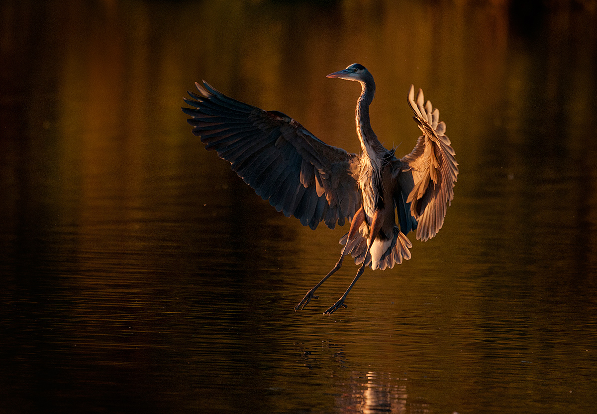 Great blue heron