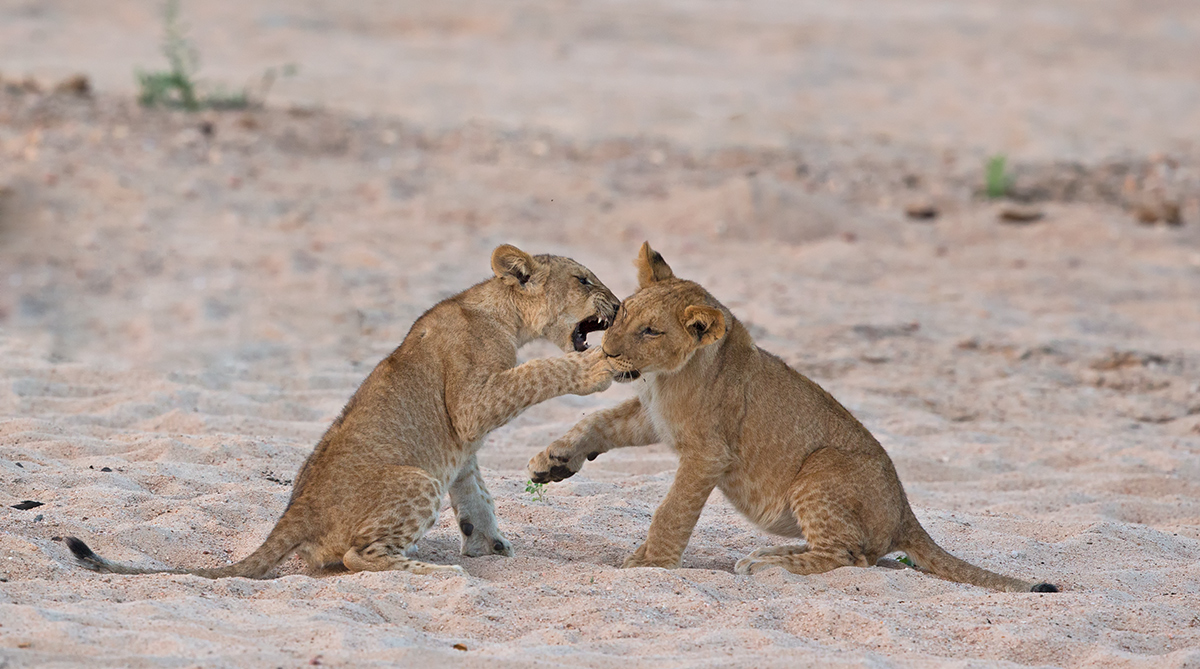 Return to Ruaha