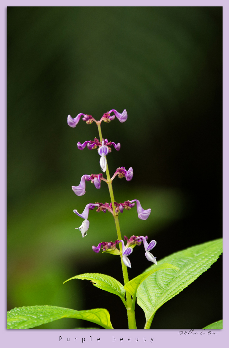 Purple beauty