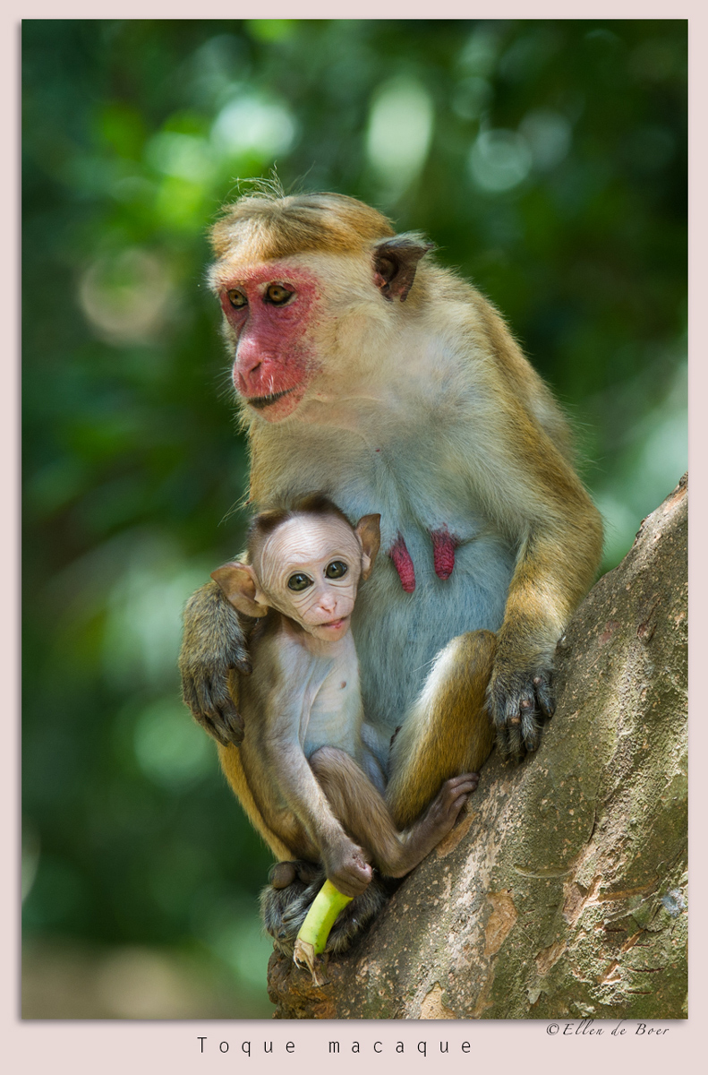Toque macaques
