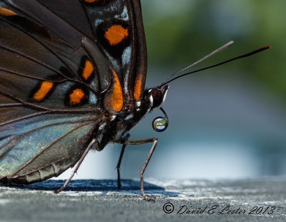 White Admiral Dew Drop