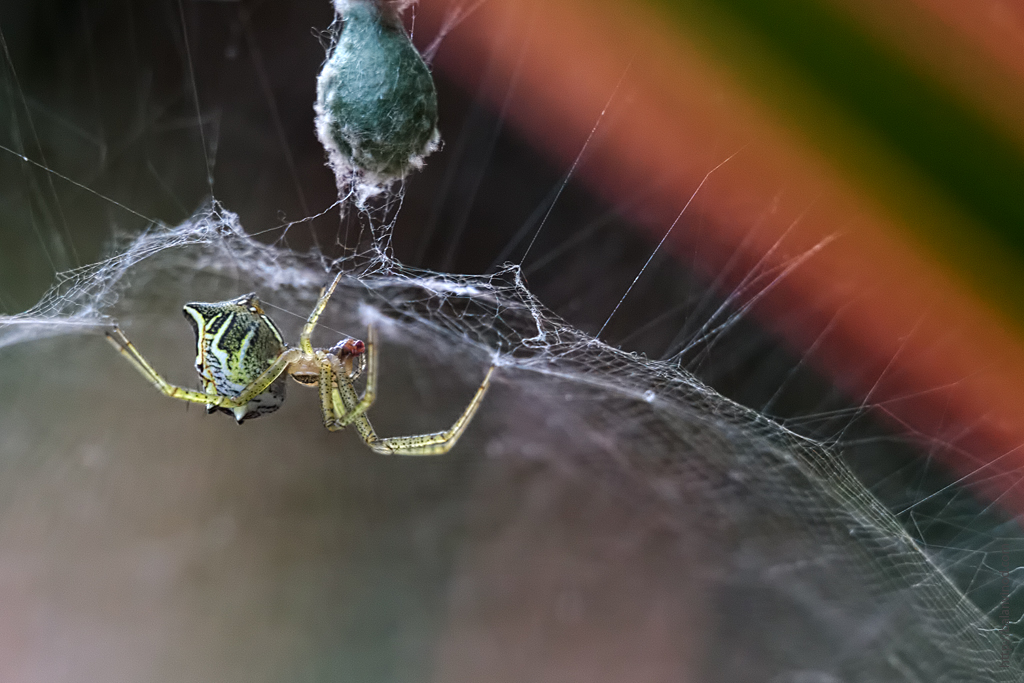 The Spiders Lair