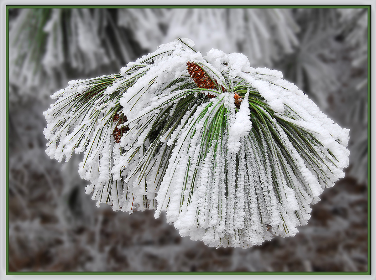WC#608 - Frost