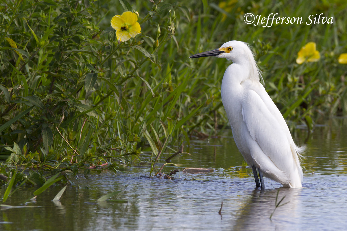 Snowy Egret