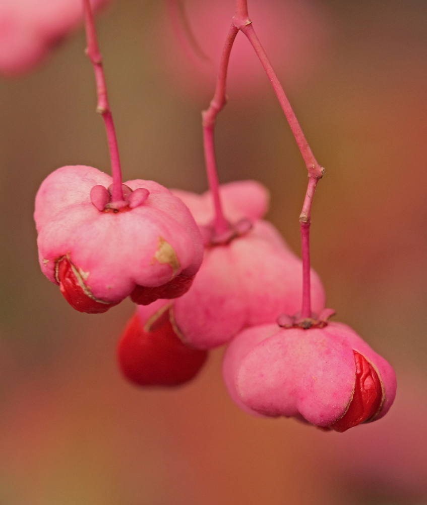 sumac fruit