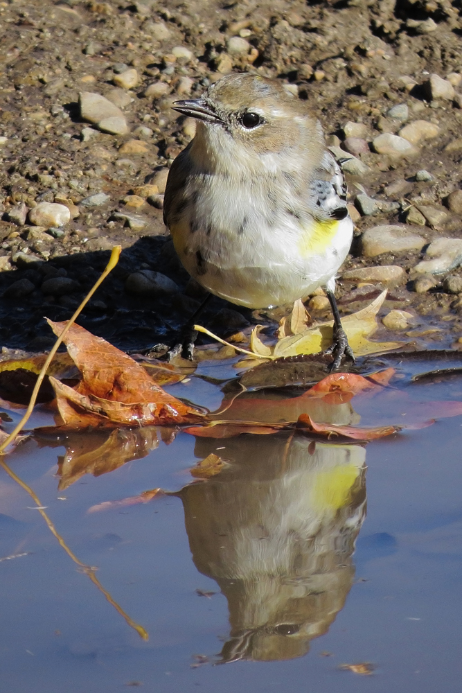 yellow rumped warbler