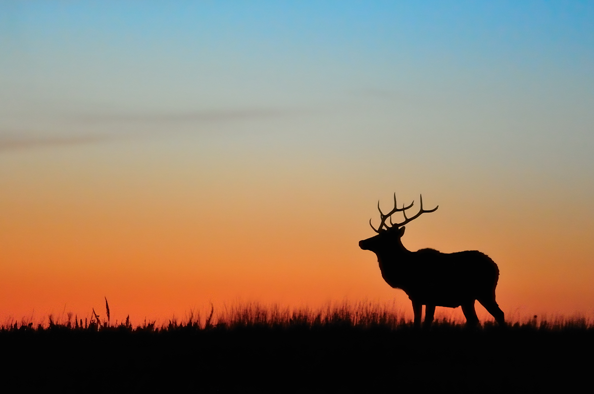 Skyline with elk