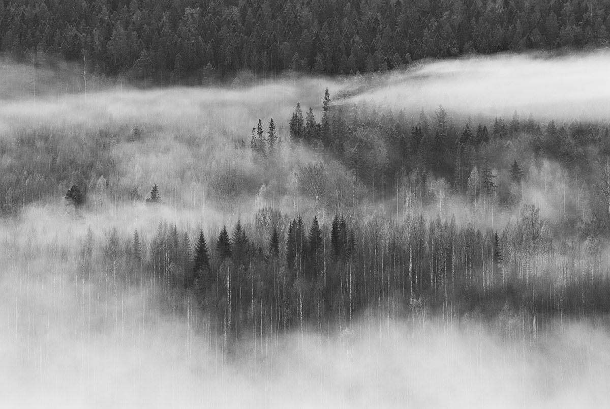 Misty forest