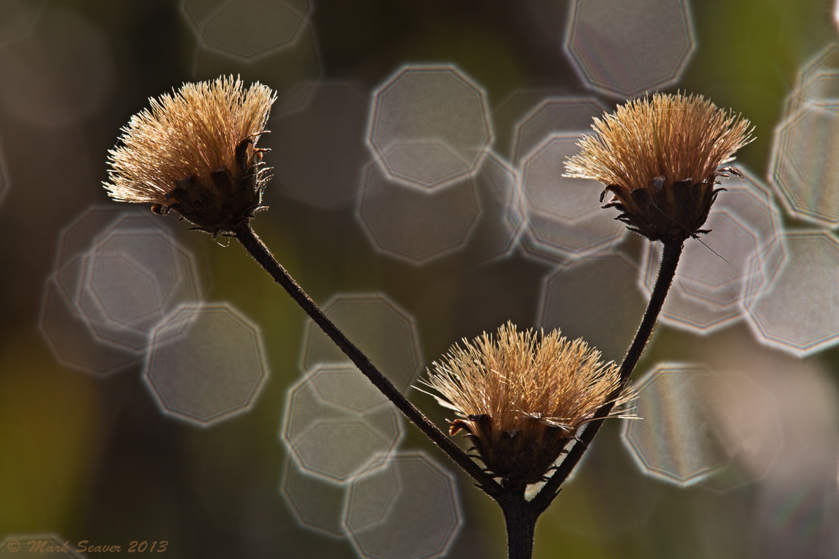 Glamourous Ironweed