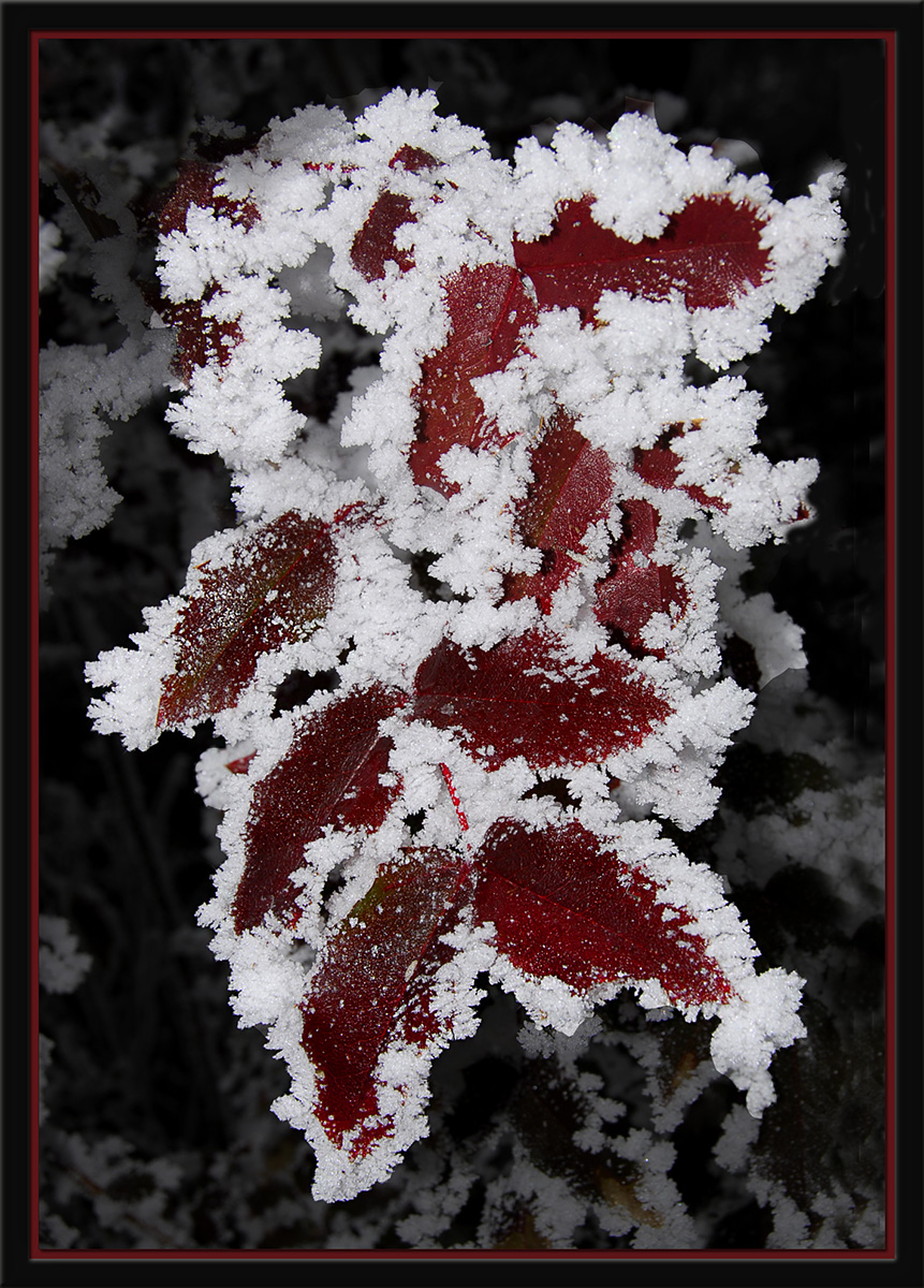 WC#608 - Frost