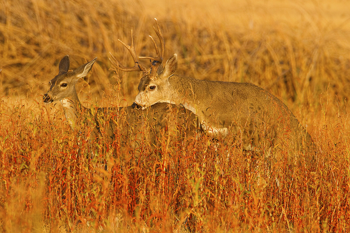 Blacktailed Deer Rut