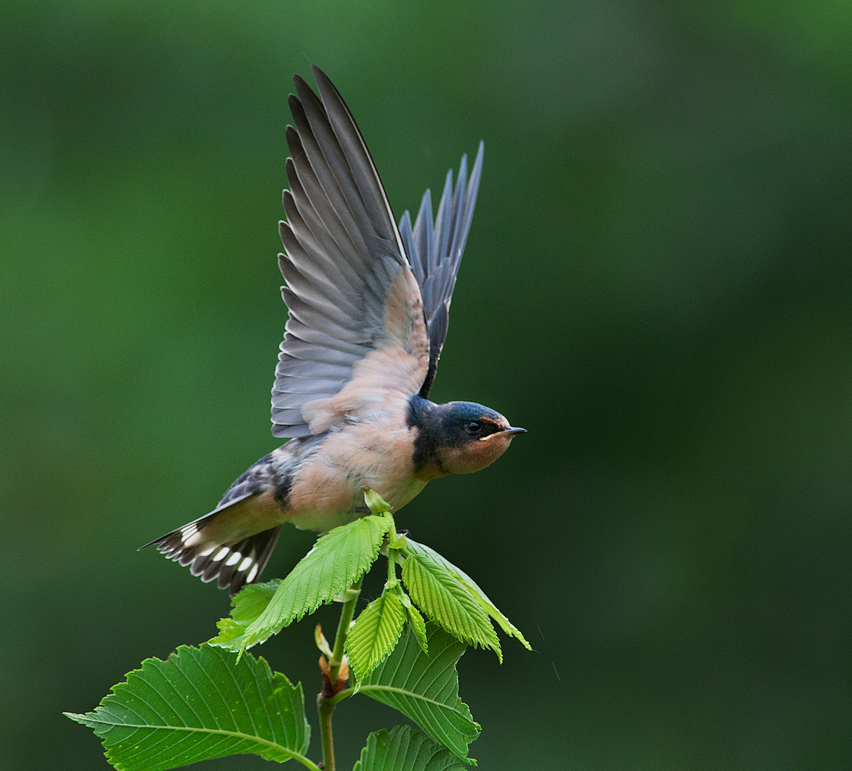 Juvenile barn swallow