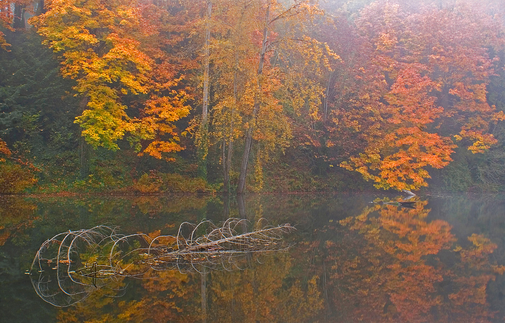 Fall At Fenwick