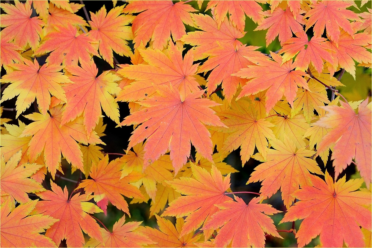 Siebold’s Maple