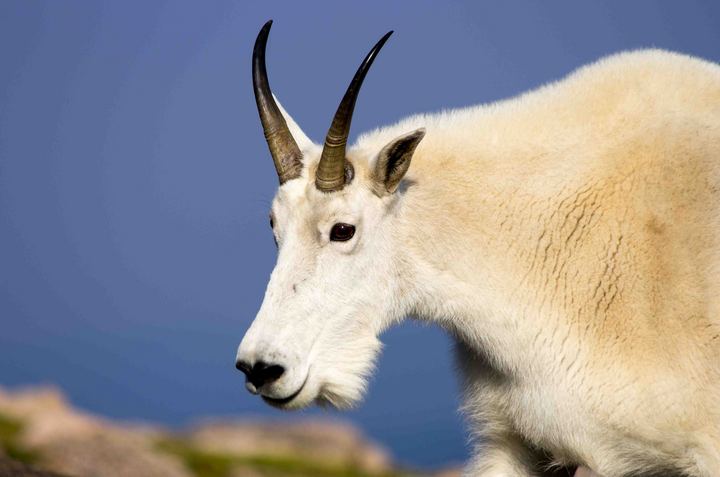 Mountain Goat/Repost