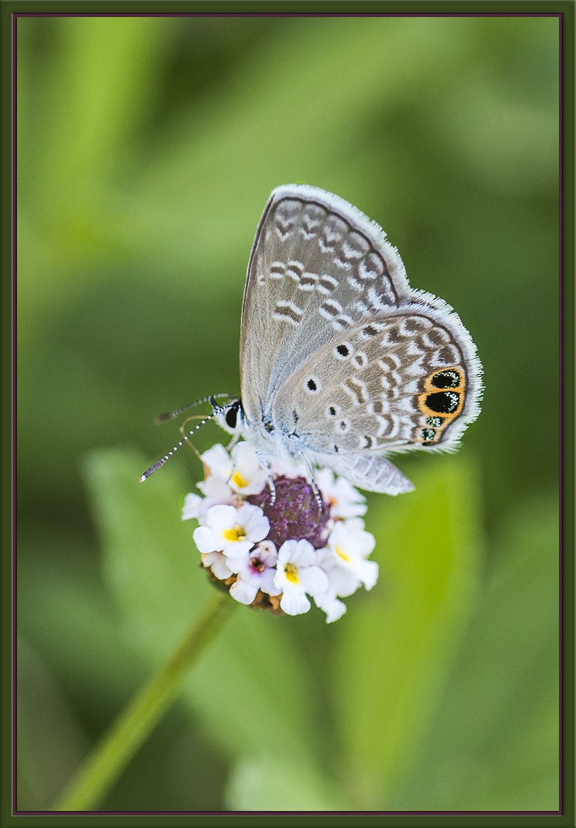 Hairstreak
