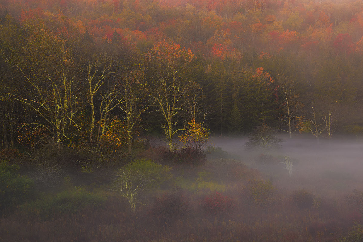 Fog in Autumn