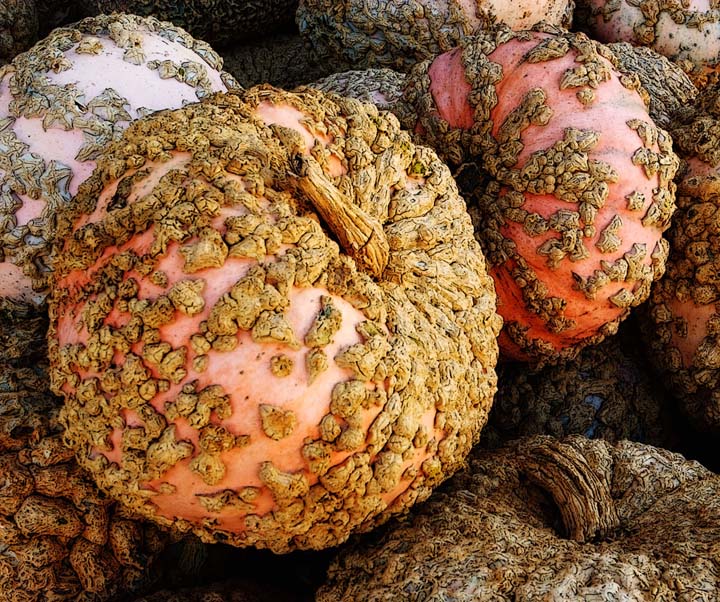 Varigated Pumpkins